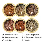 Canned Insect Assortment - Image 3
