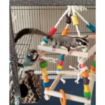 Jungle Gym - Image 3