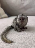 Lily: Female Pygmy Marmoset For Sale