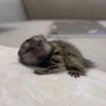 Hazel: Cute Female Marmoset Monkey For Sale