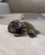 Hazel: Cute Female Marmoset Monkey For Sale