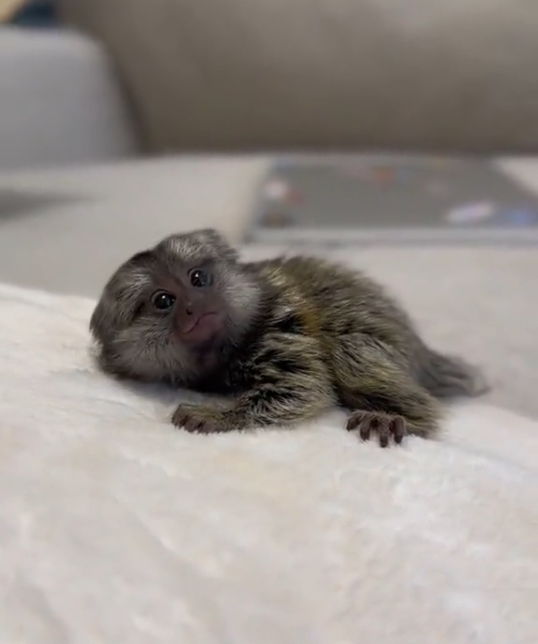 WhatsApp-Image-2026-05-11-at-19.35.02.jpeg Hazel: Cute Female Marmoset Monkey For Sale - Image 1