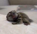 Hazel: Cute Female Marmoset Monkey For Sale - Image 3