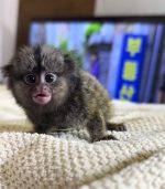 Thor: Lovely Male Marmoset Monkey For Sale - Image 3