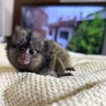 Thor: Lovely Male Marmoset Monkey For Sale