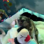 Ivy: Female Marmoset For Sale Today - Image 5