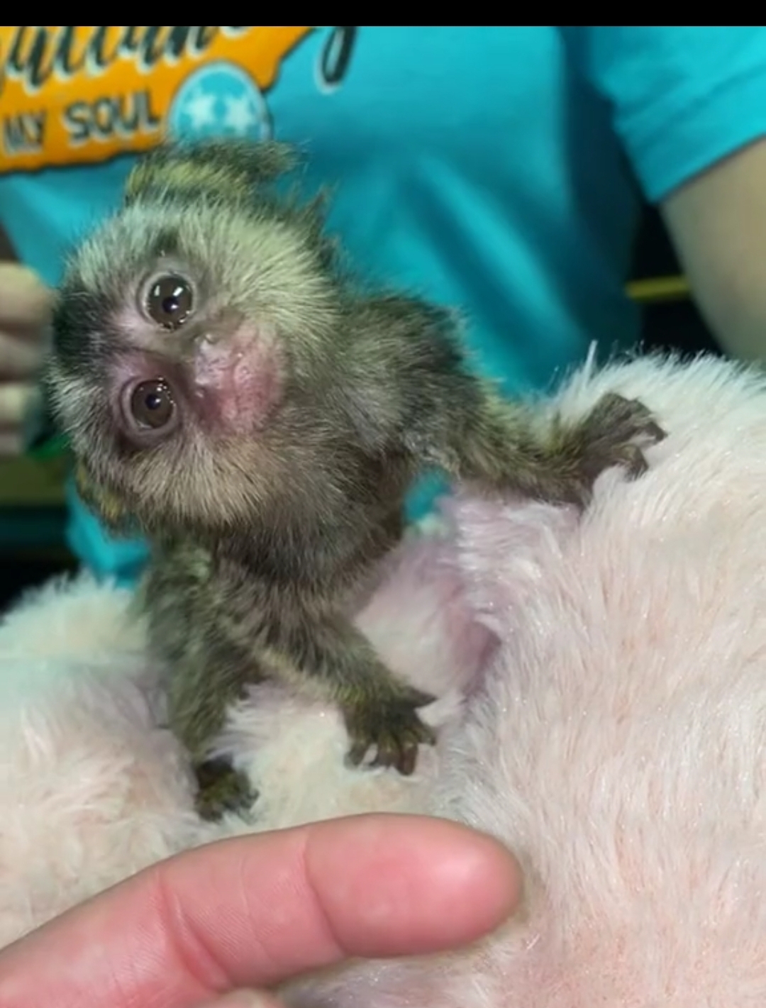WhatsApp-Image-2026-05-13-at-02.08.13.jpeg Ivy: Female Marmoset For Sale Today - Image 1