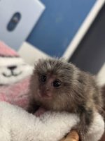 Flora: Female Marmoset SOLD OUT