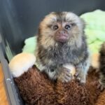 Buy Rex: Lovely male Pygmy Marmoset For Sale | 1 Left