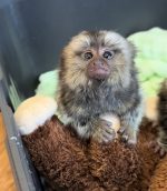 Buy Rex: Lovely male Pygmy Marmoset For Sale | 1 Left