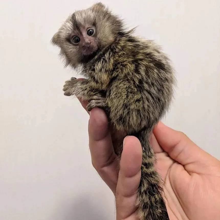 Certified marmoset guardians