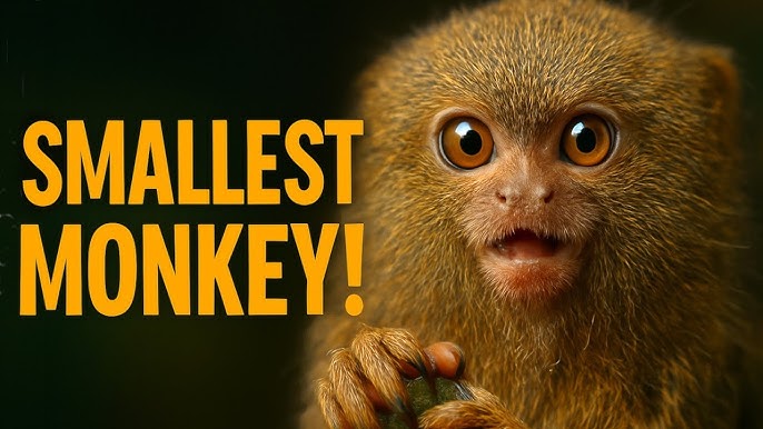 Certified marmoset guardians