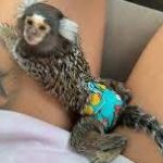 Certified marmoset guardians