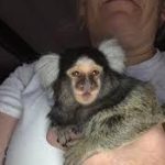 Certified marmoset guardians