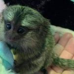 Certified marmoset guardians