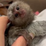 Rare Female Pygmy Marmoset For Sale in Florida
