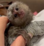 Rare Female Pygmy Marmoset For Sale in Florida